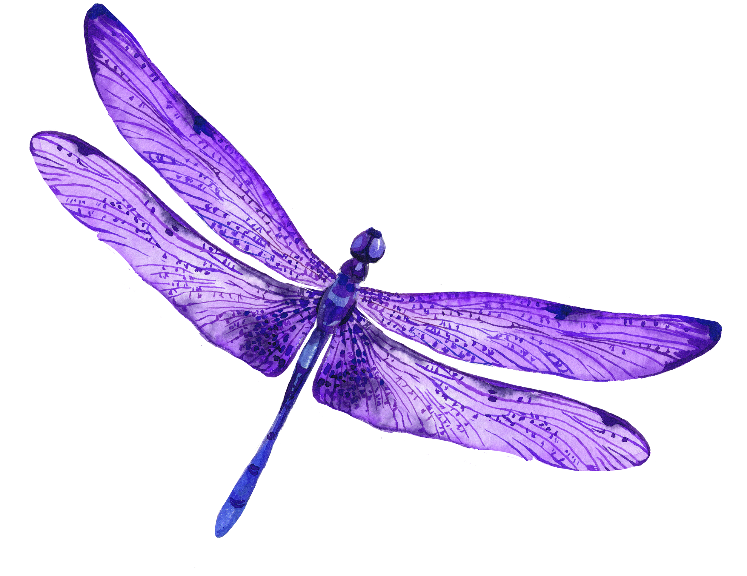 Meadow's Dragonfly